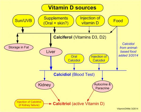 Vitamin D processing @ /is.gd/VitDprocessing