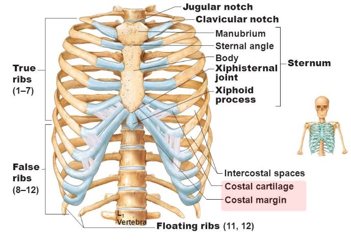 Bilateral Flank Pain