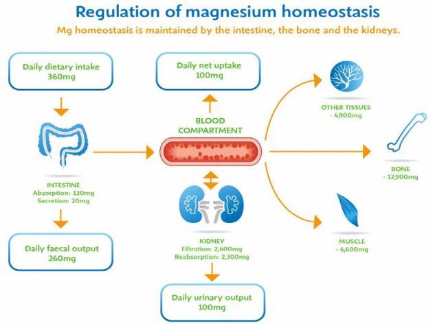 Magnesium deficiency causes and symptoms May 2016 Vitamin D Life